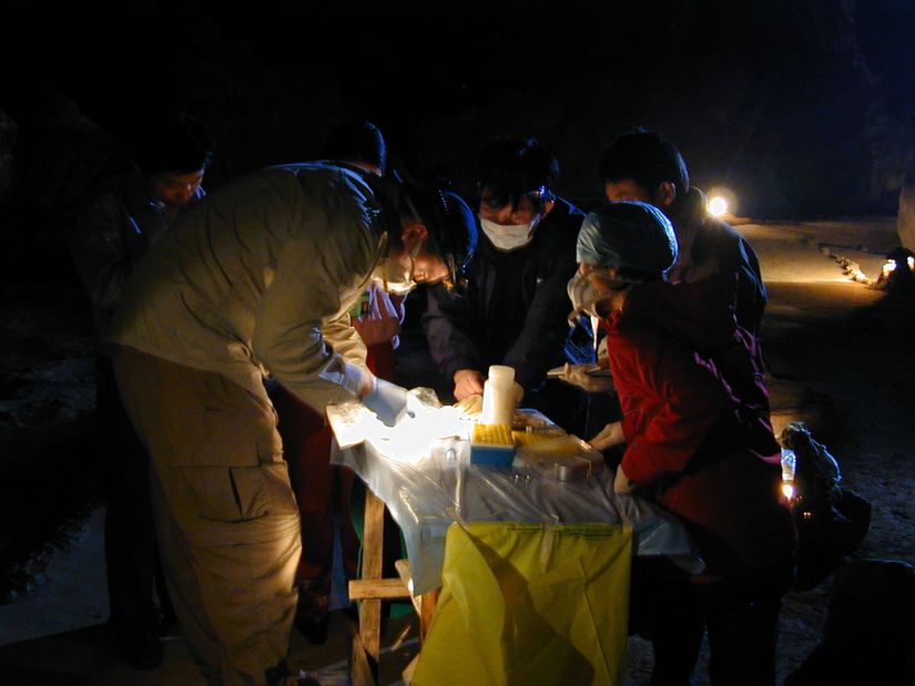 Uluslararası bir bilim insanı ekibi 2004'te potansiyel yarasa kaynaklı patojenleri keşfetmek için geceleyin kan ve sürüntü örnekleri alıyor.