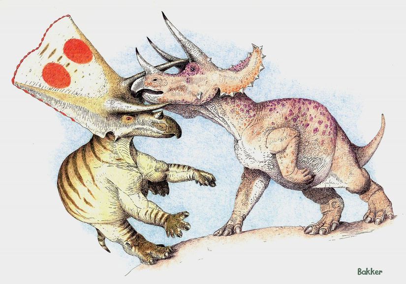 Torosaurus ve Triceratops cinsleri arasındaki farkları gösteren bir çizim.