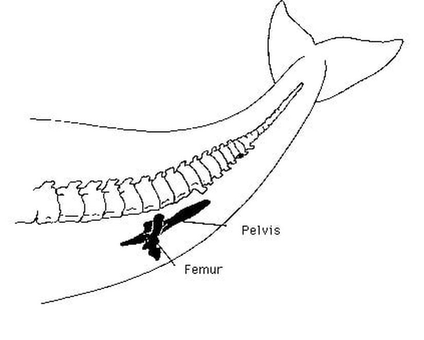 Balina Bacak Kalıntısı (Şematik)