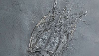 Antik Karides Fosilinin Keşfi Yeni Türleri Ortaya Çıkarıyor!