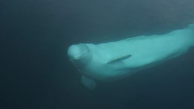 Denizkızı Efsanelerinin Kaynağı Olabilecek İki Hayvan: Beluga ve Olm
