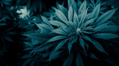Kenevir Nedir? Cannabis sativa: Mucizevi Bir Bitki mi, Ölümcül Bir Uyuşturucu mu?