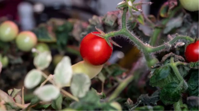 Uluslararası Uzay İstasyonunda yetiştirilen domates.