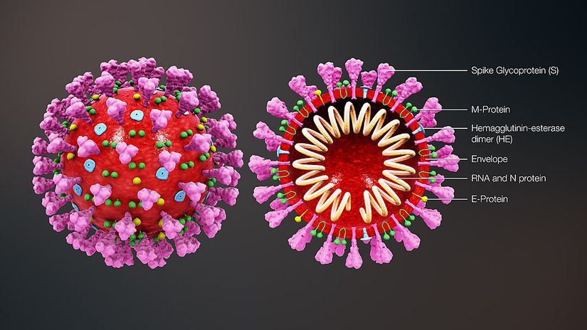 Yeni koronavirus yani SARS-CoV-2 virüsünün yapısal çizimi.