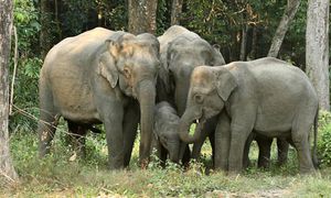 Asian Elephants Experience Remarkable Population Surge