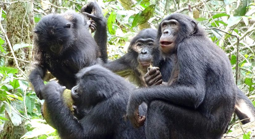 Bonoboların kendi sosyal grupları dışındaki bonobolarla bile yiyeceklerini paylaştıkları gözlenmiştir.