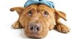 Köpek Koronavirüsü (Canine-CoV) Nedir? SARS ile İlişkisi Var mı? Koronavirüse Yakalanan Köpekler Nasıl Tedavi Edilir?