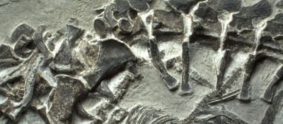 En Eski Sürüngen Doğumunu Gösteren Bir Fosil Keşfedildi!