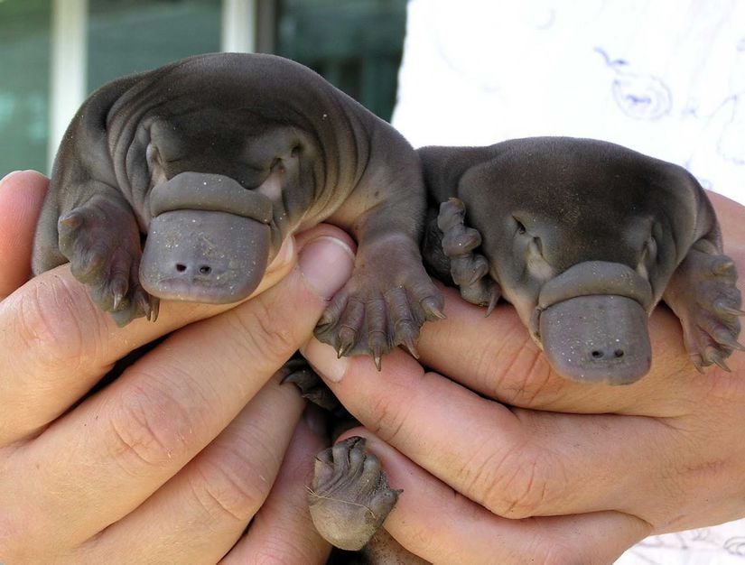 Platypus yavruları...