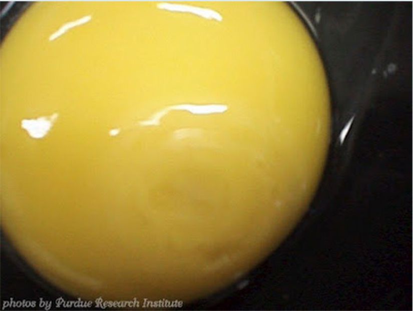 Kuluçkanın 2. gününden itibaren yumurtanın sarı kısmında düzensizlikler belirmeye başlar.