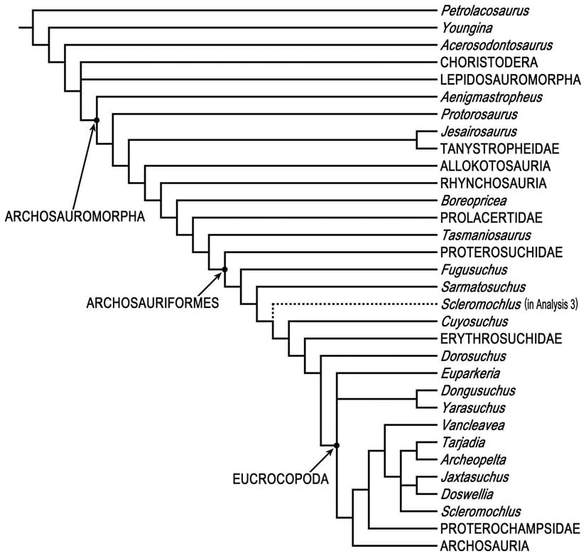 1 ve 3. filogenetik ağaçların özeti. Alttan üçüncü konumdaki Scleromochlus, bir Doswelliid, ilk filogenetik ağacın sonucu. Noktalı çizgiyle gösterilen Scleromochlus, temel bir Archosauriform, üçüncü filogenetik ağacın sonucu.