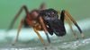 Karıncaları Taklit Eden Zıplayan Örümcekler