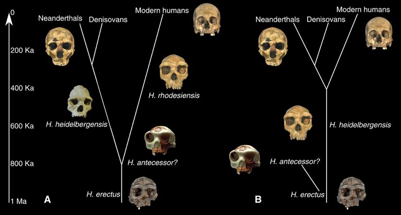 Homo heidelbergensis'in evrim ağacımızdaki yeriyle ilgili yaygın olarak kabul gören iki olasılık.