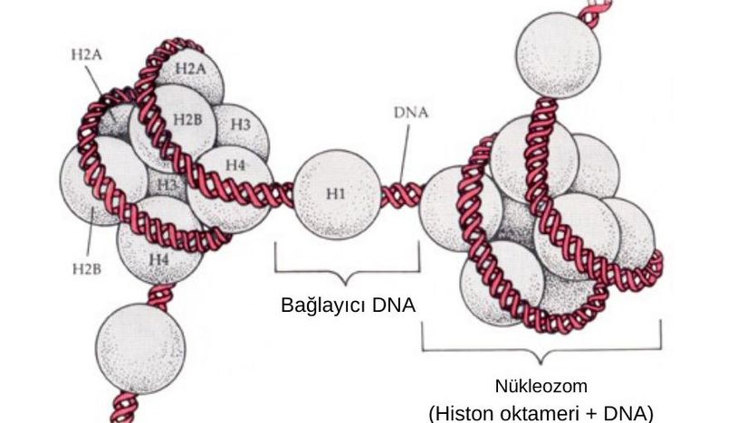 DNA paketleme işleminde görev alan histon proteinleri