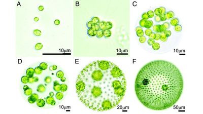 Deneysel Evrim: Laboratuvarda Tek Hücrelilikten Çok Hücreliliğin Evrimi ve Üreme Yöntemleri
