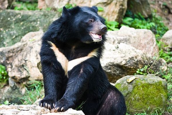 Asya kara ayısı (Ursus thibetanus), ayıgiller (Ursidae) familyasının Ursus cinsine ait bir türdür ve "Tibet kara ayısı" ya da "Himalaya kara ayısı" olarak da bilinir.