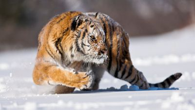 Sibirya kaplanı (Panthera tigris tigris)