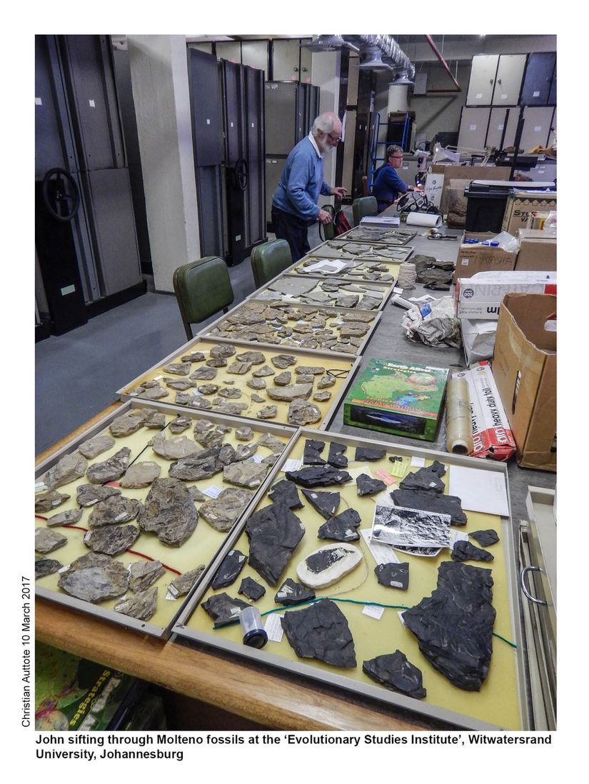 Dr John Anderson, Molteno formasyonunda buldukları fosilleri Johannesburg'daki Withwaatersrand Üniversitesi'nde yer alan Evrimsel Çalışmalar Enstitüsü'nde incelerken.