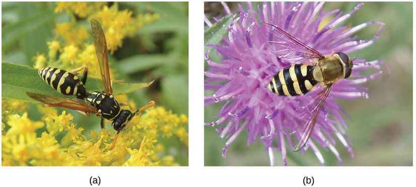 Şekil 19.4.5: (a) eşek arısı (Polistes sp.) ve (b) çiçek sineği (Syrphus sp.), zararsız bir türün zararlı bir türün renklerini taklit etmesi taklitçiliğin bir şeklidir.