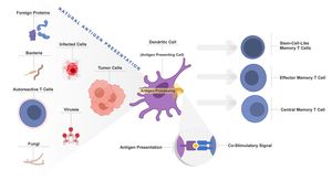 How Endosymbionts Survive With Minimal Genomes: Insights From Evolutionary Biology