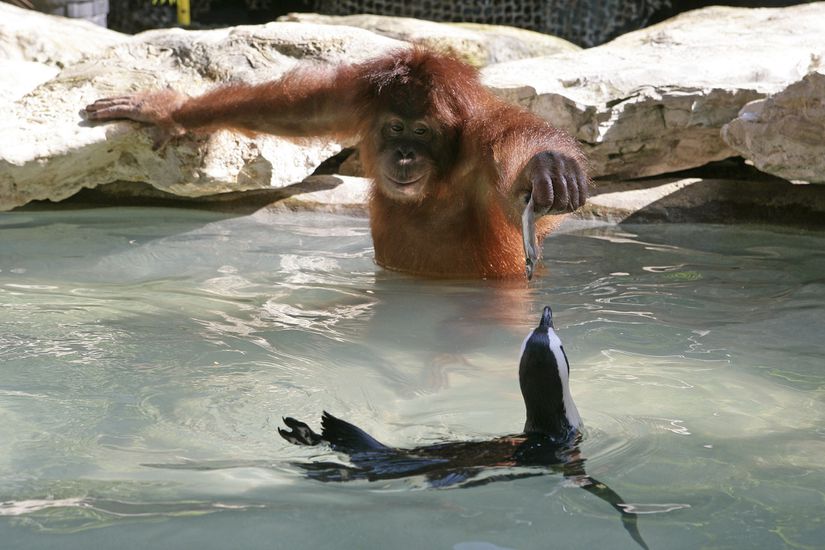 Suriya isimli orangutan, yemeğinden artanlar ile penguenleri besliyor.