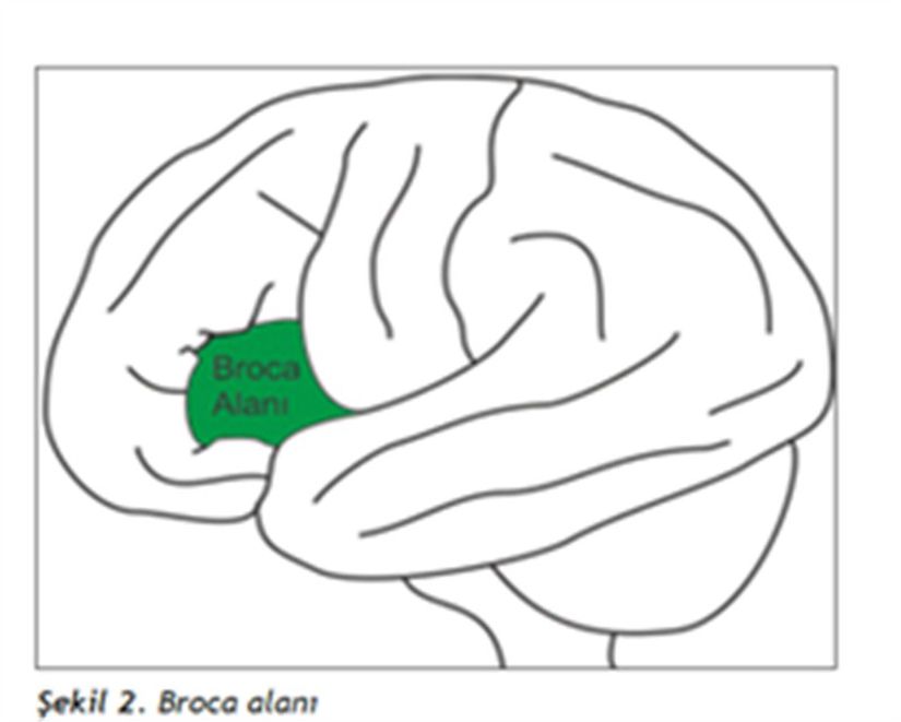 Ayna nöronları beynin konuşma alanı olan “Broca” alanında bulunmaktadır.