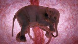 Gestation Periods for Animals: How Long Do Animals Take to Give Birth?