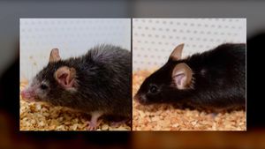 Mice Show Unexpected Key To Longevity