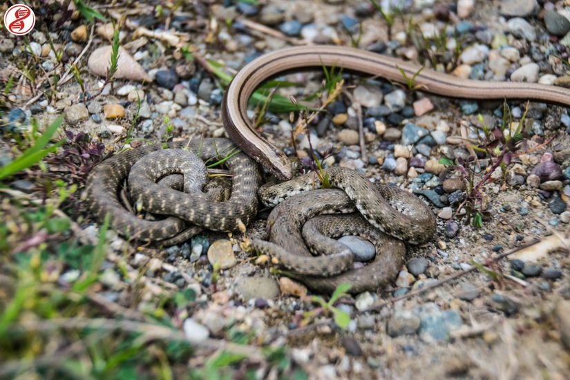 Taşın altında saklanan damalı su yılanı (Natrix teselleta) yavruları ile bir yılanımsı kertenkele (Anguis colhica) türü. Gördüğünüz gibi kertenkelenin vücut hatları yılanlara göre daha kabadır, Zonguldak/Filyos. Zonguldak/Filyos.