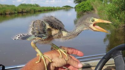 Dinozorların Günümüzdeki İzi: Yeşil Heron Kuşu Yavrusu