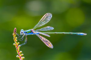 Dragonflies Transform Mercury Pollution Research