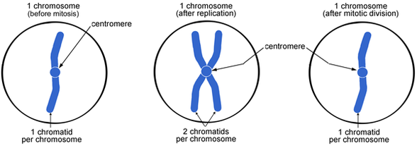 "Kromozom Başına Tek Kromatit" ve "Kromozom Başına İki Kromatit" Durumları
