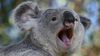 Çiftleşmeye Hazırlanan Koalalar Nasıl Ses Çıkarır?