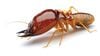 Bir Takımın Ölümü: Termitlerin Aslında Hamam Böceği Olduğu Keşfedildi!