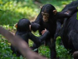 Şempanzeler İnsanlar Gibi Hızlı Tempolu İletişimde Sırayla Hareket Ediyor.