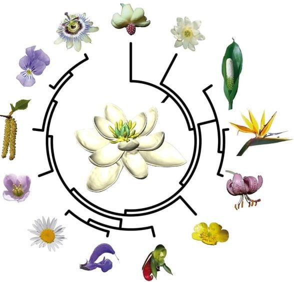 Montsechia Vidalii ve ondan evrimleşen çiçekler