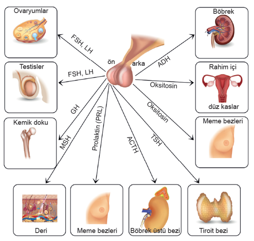 Hipofiz hormonları ve etkiledikleri organlar