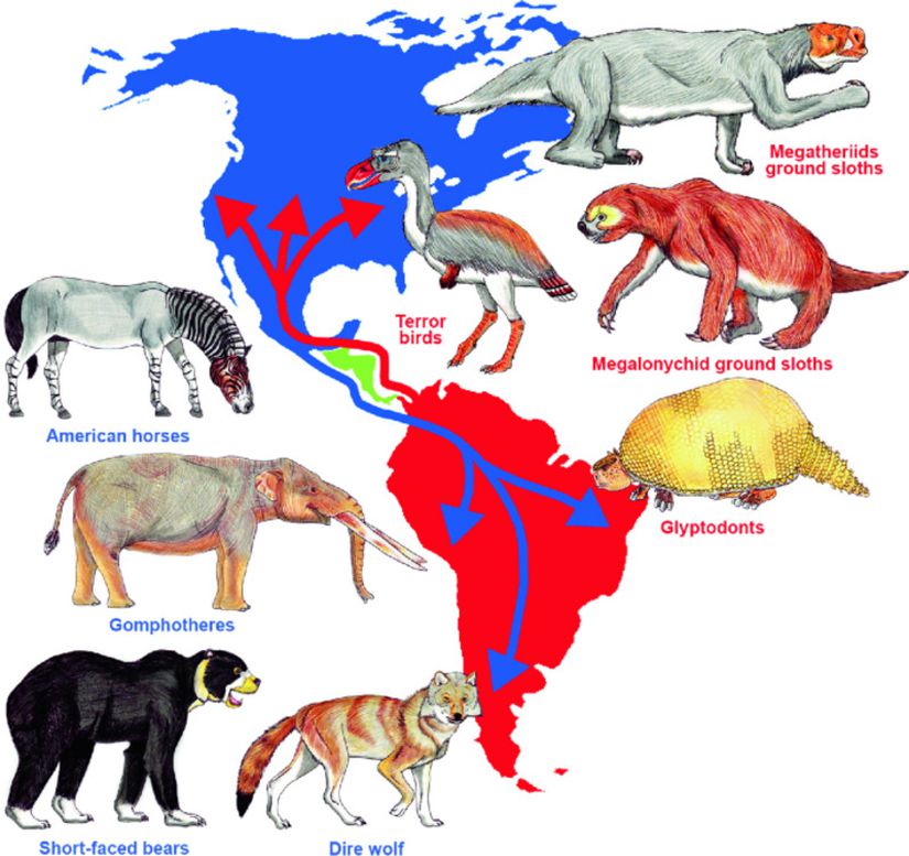 Büyük Amerikan Değişiminin harita üzerindeki gösterimi. Kırmızı olarak gösterilmiş oklar ve hayvan isimleri, köprü oluştuktan sonra Güney Amerika'dan Kuzey Amerika'ya göç eden popülasyonları temsil etmektedir. Mavi olarak gösterilmiş oklar ve hayvan isimleri ise köprü oluştuktan sonra Kuzey Amerika'dan Güney Amerika'ya göç eden popülasyonları temsil etmektedir. Yeşil ile boyalı bölge Panama kıstağıdır.
