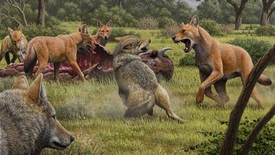 Aenocyon Cinsinin Dönüşü: Ulu Kurtlar (Dire Wolves), Aslında Bir Kurt (Canis) Türü Değildi!