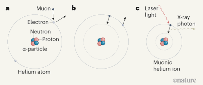 Şekil 1 /  Helyum çekirdeğinin boyutunu ölçmek. a, Helyum atomunun α parçacığı olarak da bilinen çekirdeği, iki elektronla çevrili iki proton ve iki nötrondan oluşur. Krauth, bir müonun dışarı atılarak helyum atomundaki bir elektron ile yer değiştirdiği bir deney yürüttü. b, Bu müon aşamalı olarak çekirdeğe yaklaştı ve atomdaki ikinci elektronu dışarı ittirdi. c, Bu sürecin sonunda α parçacığından ve bir müondan oluşan pozitif yüklü müonik helyum iyonu elde edildi. Araştırmacılar bu oluşumdan kısa bir süre sonra bu iyona bir lazer ışını ile ateş ettiler. Bazı durumlarda, müon çekirdeğe daha fazla yaklaşarak tek bir X-ray fotonu üretti. Araştırmacılar bu X-ray emisyonunu analiz ederek helyum çekirdek boyutunu daha önce görülmemiş bir hassasiyetle hesaplamayı başardılar.