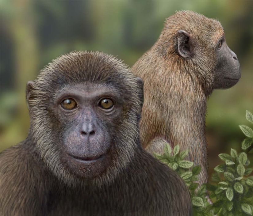 Görseldeki iki tür, sanatçı gözüyle Rukwapithecus (önde, ortada) ve Nsungwepithecus (sağda) türlerini gösteriyor.
