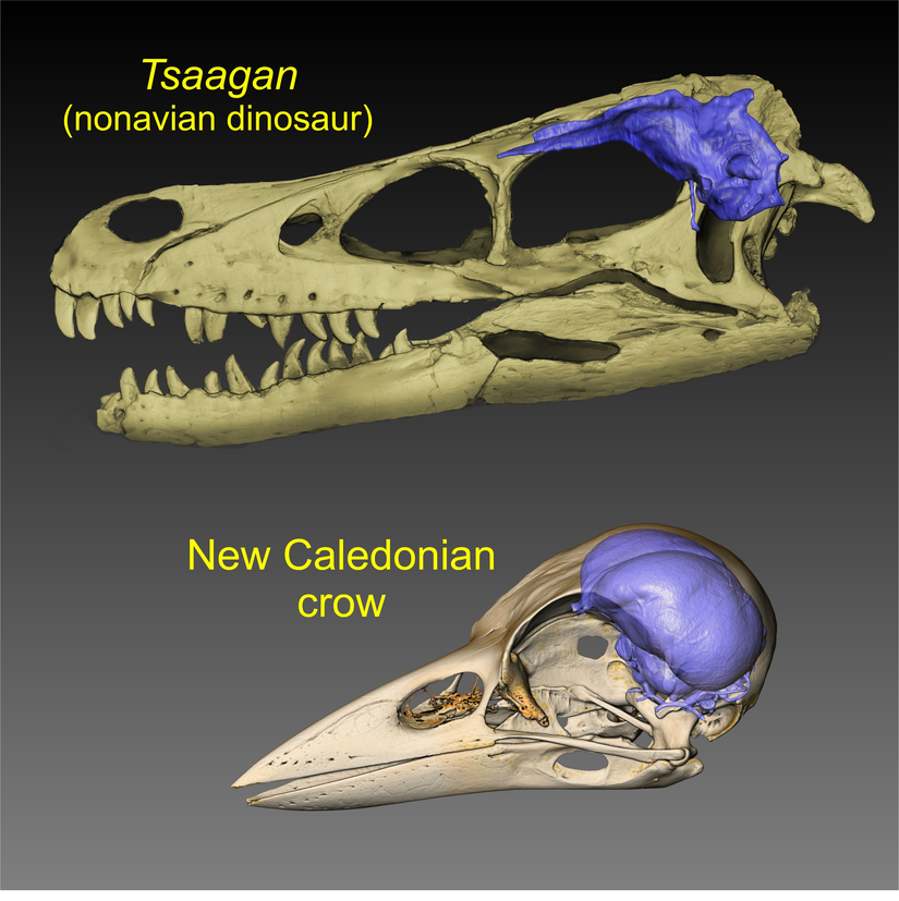 Bir dinozor ile modern bir kuş türünün beyin endokastları (iç kalıpları).