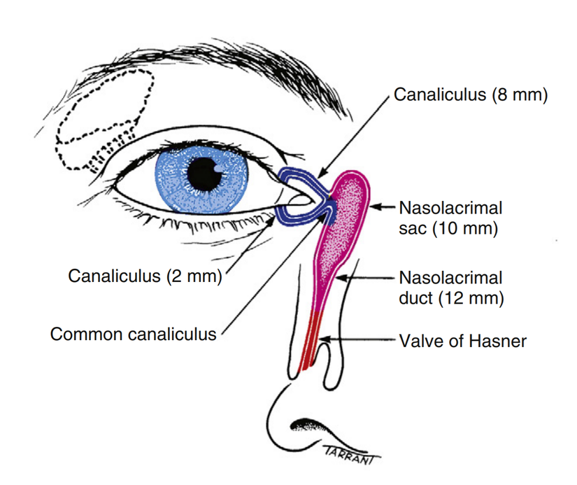Göz yaşlarının geri emilimini (direnajını) sağlayan kanalların anatomisi