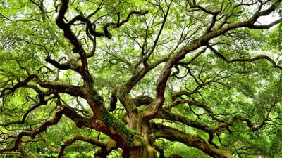 Helmont’un Ağacı: Hatalı Deneyler Bile Yeni Keşiflerin Önünü Açabilir!