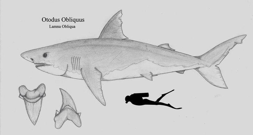 Otodus obliquus