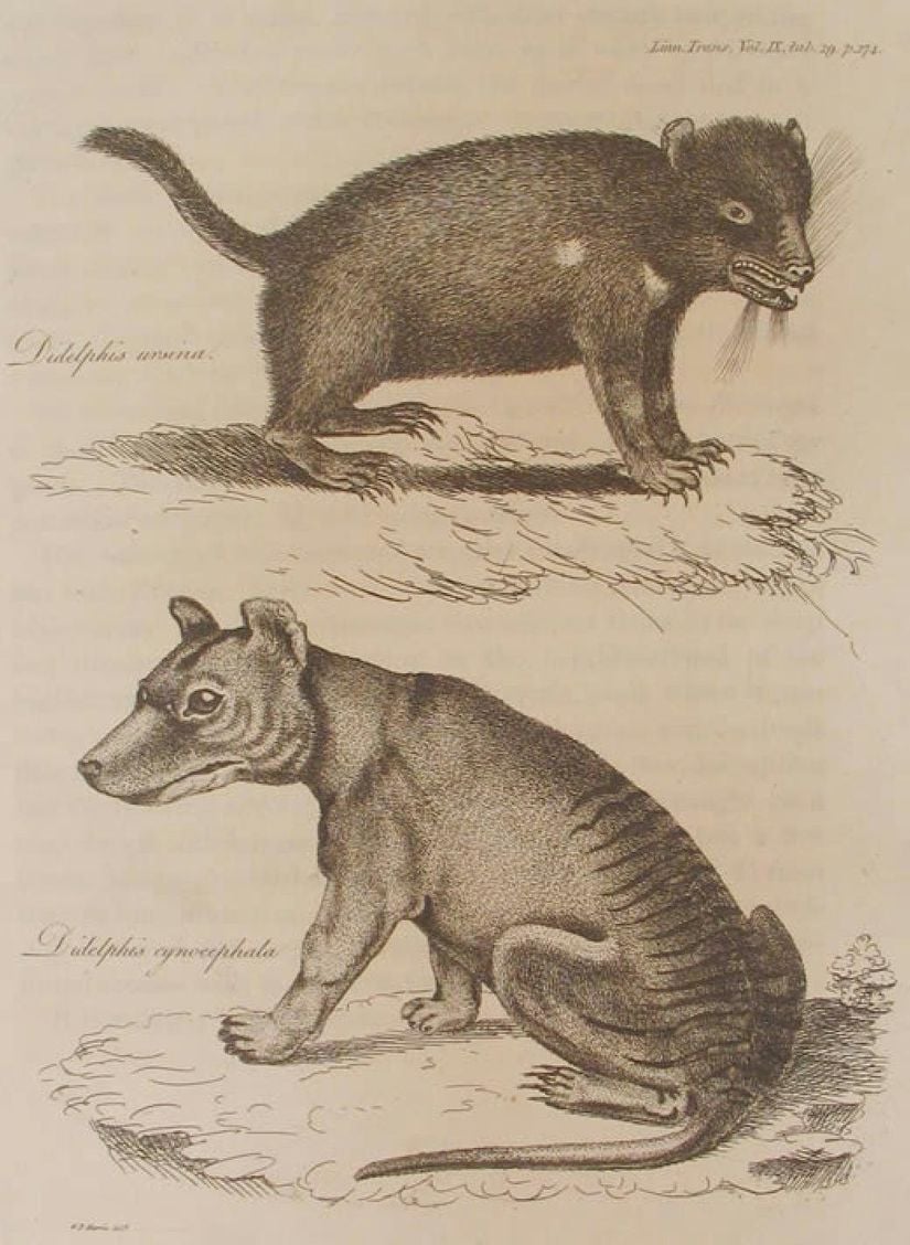 Harris tarafından çizilen 1808 tarihli ilk illüstrasyon. Tazmanya canavarı ve Tazmanya kaplanı