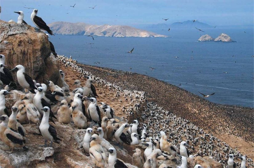 Peru'da bir adada ağırlıklı olarak Mavi Ayaklı Sümsük kuşlarından oluşan koloni.