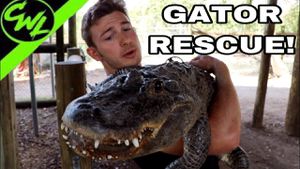 Gator With Missing Jaw Rescued And Relocated To Florida Park