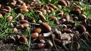 Acorns Fall Abundantly This Fall Leading To Fascinating Trends