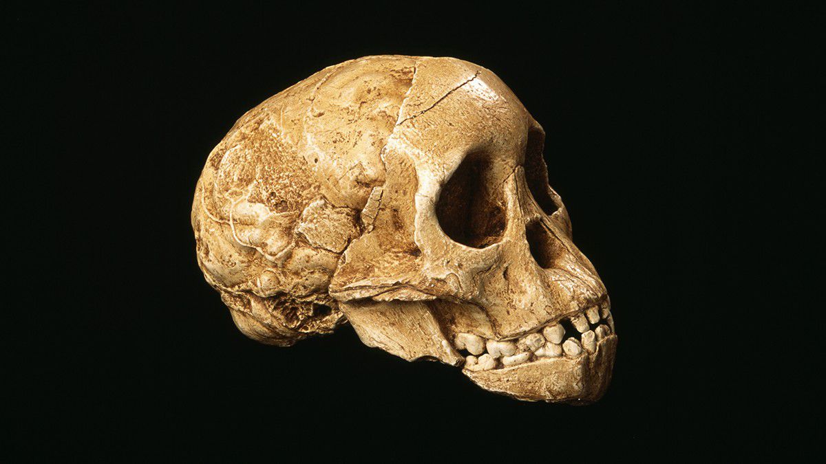 Самый древний череп человека. Человек умелый homo habilis череп.